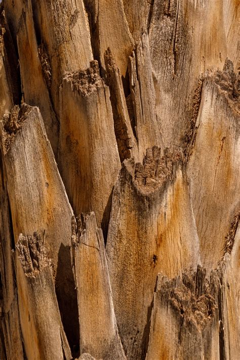 palm tree trunk texture  stock photo public domain pictures