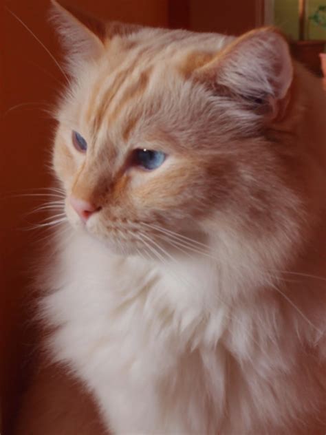 Nelly World: Plemeno koček RAGDOLL