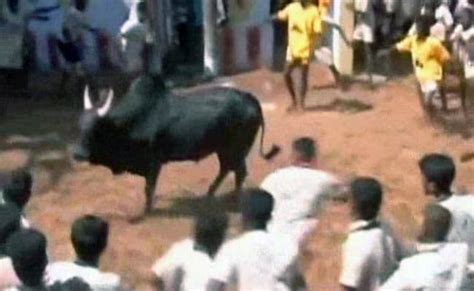 Jallikattu: Tamil Nadu Farmers Still Hopeful Despite Supreme Court's ...