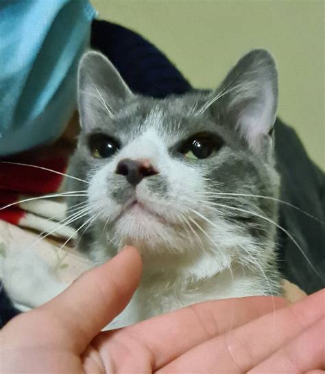 Сиво-бяло коте на 6 месеца търси дом - София - Purrs BG