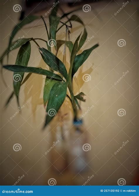 Carbon Dioxide Sucking Plants Stock Photos - Free & Royalty-Free Stock