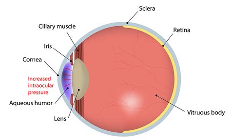 contact  bronx eye center  bronx eye center