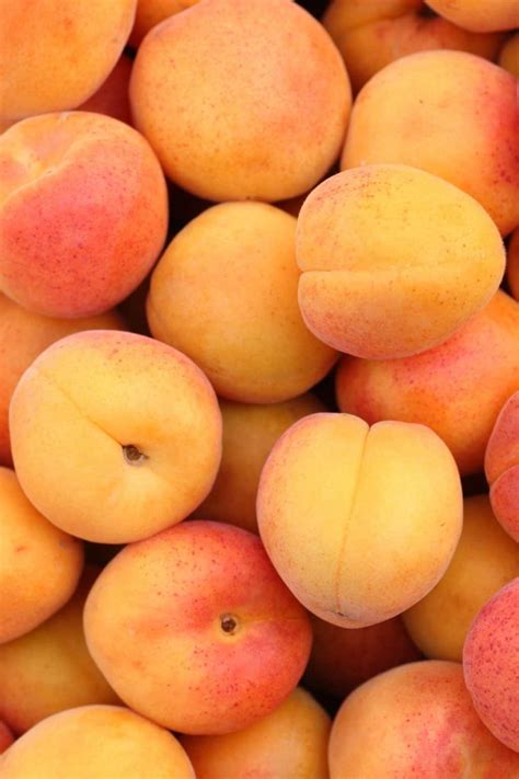 apricots  nourishing plate