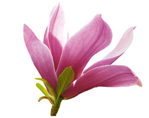 Magnólia - Magnolia "Jane"
