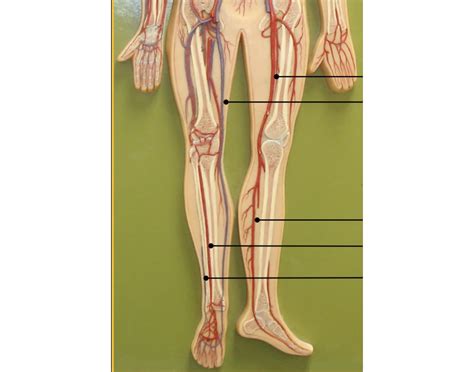limb arteries veins blood vessels quiz