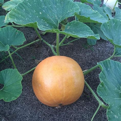 - clinicalherbalist: Pumpkin! (Cucurbita pepo)....