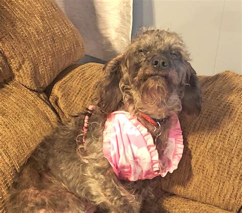 Schnoodle rescue organizations are seeing a surge in local adoptions 11