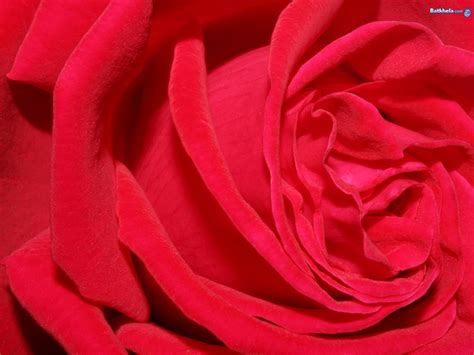 Bloemen Achtergronden » Animaatjes.nl