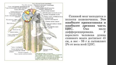 Частная физиология ЦНС Спинной мозг Спинной мозг