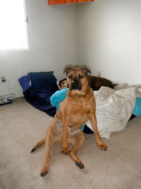 Meet Hunneem! My 7 month old German Shepherd Shar pei mix, he's quite unique ;) : r/aww
