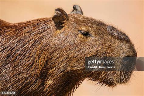 1,973 Capybara Images Stock Photos, High-Res Pictures, and Images ...
