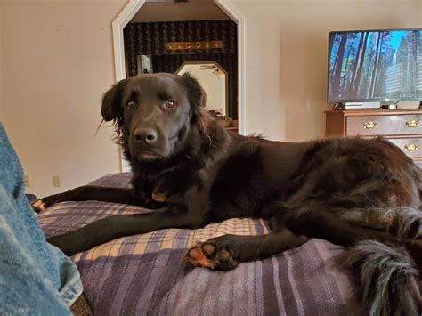 Pyrador Dog Breed Information - All You Need To Know | Dog Product Picker
