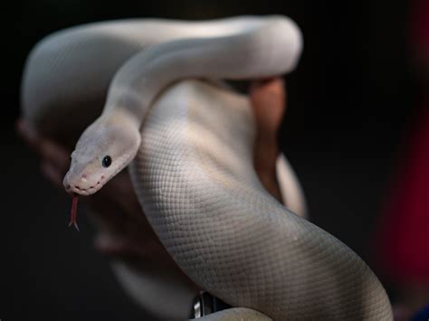 Blue Eyed Leucistic Ball Python Morph (9 Stunning Pictures)