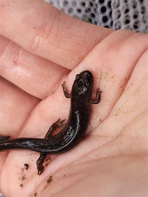 31 Types of Salamanders (Pictures And Identification)