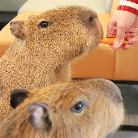 Capybara Cafe in Tokyo | cafe capyba