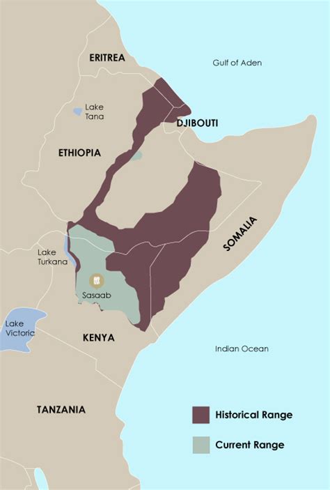 zebras  africa map zebra