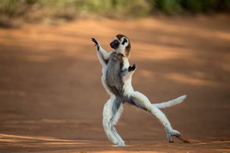 dancing lemur - Meetings Travel News