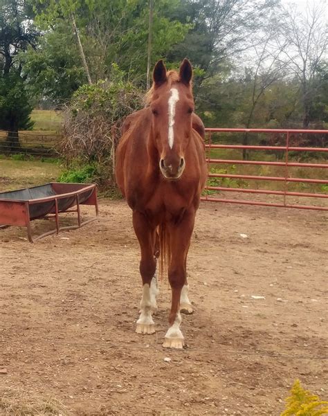 animal rescue foundation walnut creek 3