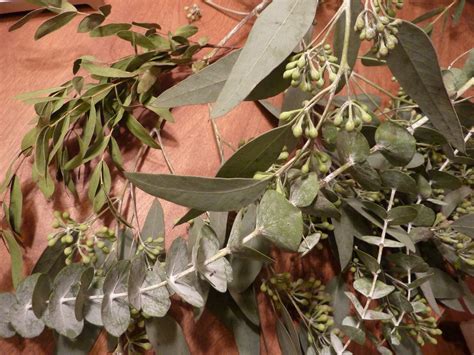 eucalyptus-varieties | The Aromatic Healers
