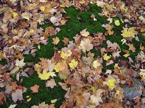 Wisconsin Fall