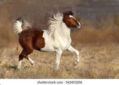 Beautiful Pinto Horse Long Mane Trotting Stock Photo 563453206 ...