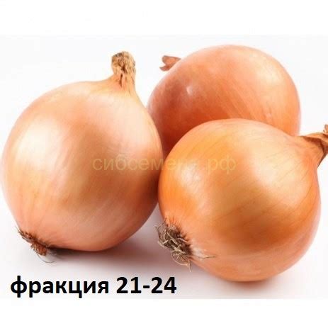 ЛУК-СЕВОК, ЧЕСНОК, КАРТОФЕЛЬ (посадочный материал) — Семена для Сибири