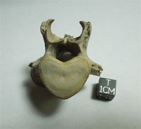 Dugong Vertebra, Peace River, Bone Valley Formation, Hawthorn Group ...