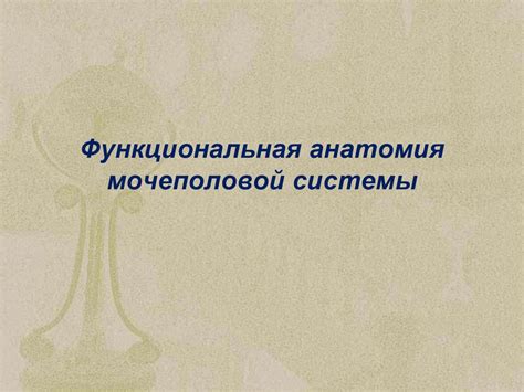 Анатомия мочеполовой системы мужчин - презентация онлайн