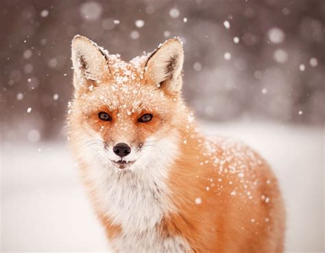 Red Fox And Falling Snow | Fox in snow, Snow animals, Winter animals
