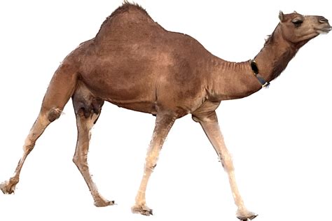 The Diary Traits of Camel – Camel4ALL