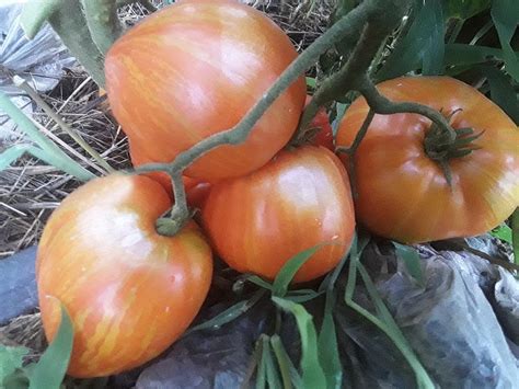 Семена:Томат Гном Крапчатое Сердце /Dwarf Speckled Heart Tomato/. Сорта ...