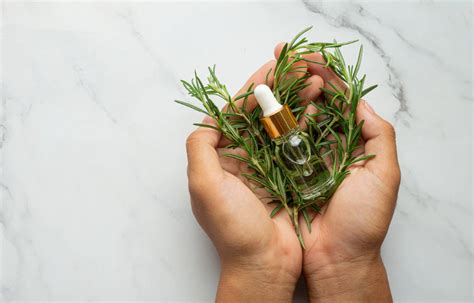 Crema de romero: usos y beneficios – eva+avo