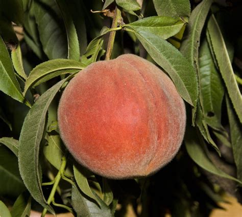 Elberta Peach – Planting Justice
