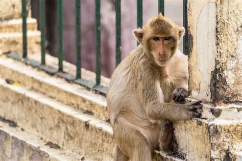 Thailand Lopburi Monkey at Lopburi Thaialnd Stock Photo - Image of cute ...