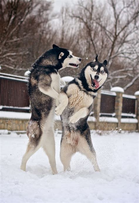 Cute puppy and dog: Siberian Huskies are playing