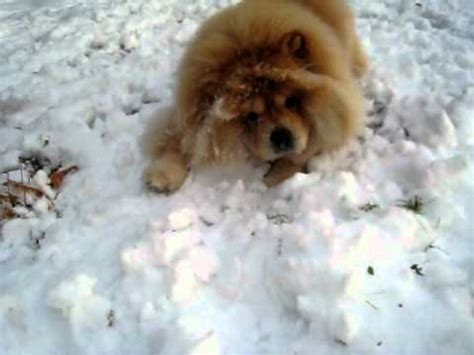 chow chow playing in the snow - YouTube