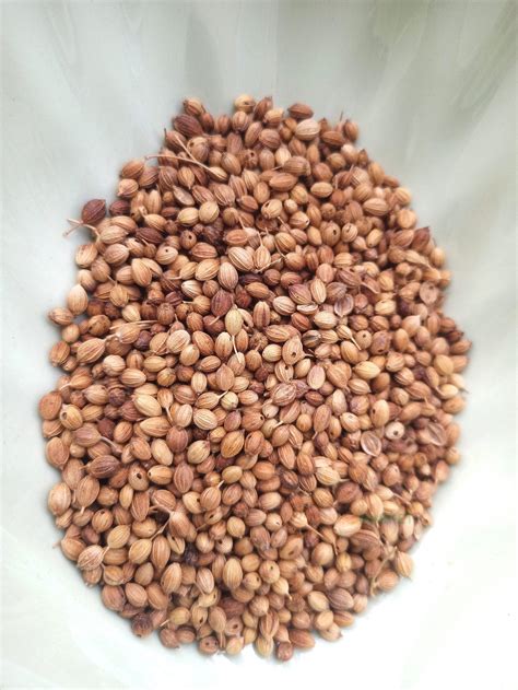 Can Wild Birds Eat Coriander Seeds at Elizabeth Gunther blog
