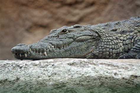 Add the Nile Crocodile to Florida’s Growing List of Invasive Reptiles