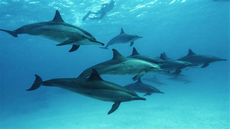 Dolphin encounters in the Baa Atoll - Ocean Dimensions
