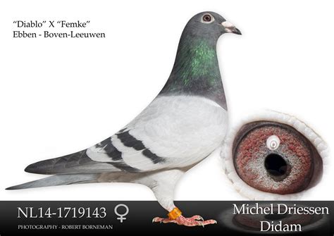 NL14-1719143 “Difa 2” – Michel Driessen – Didam