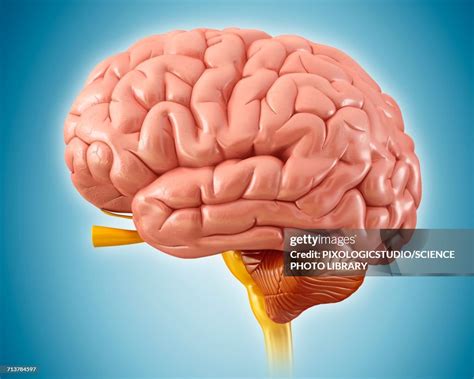Human Brain Anatomy Illustration High-Res Vector Graphic - Getty Images