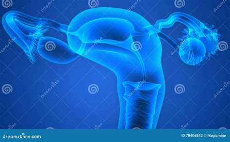 Vrouwelijk Reproductief Systeem Stock Illustratie - Illustration of ...