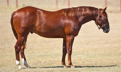 chestnut horse | Chestnut horse, Horses, Chestnut