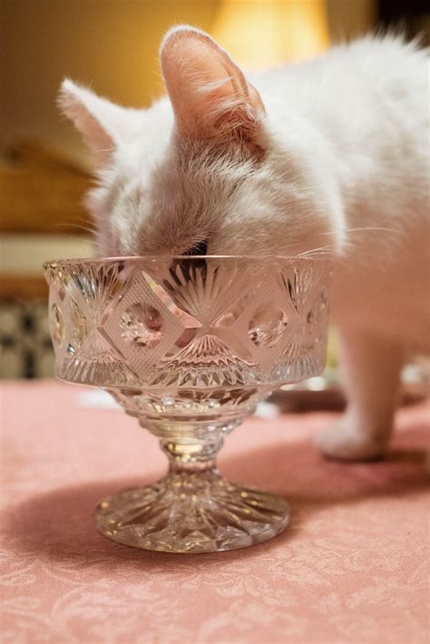 Can cats eat cheese and other dairy products? the answer may shock you