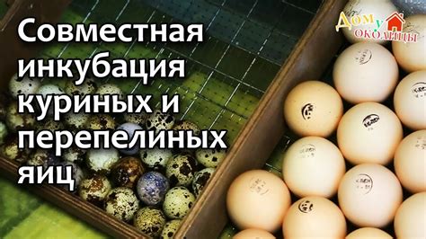 Совместная инкубация куриных и перепелиных яиц - YouTube