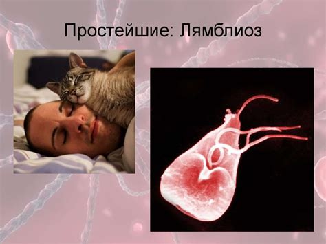 Паразиты.Подразделения - online presentation