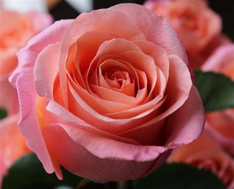 La rosa olvidada – Mirando en el espejo