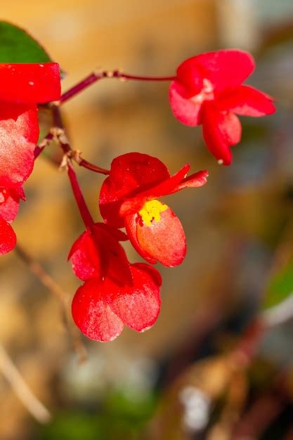 Premium Photo | Red and yellow flowers in nature
