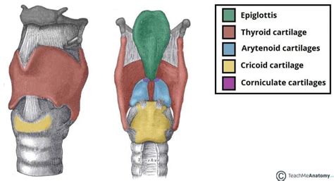 Laryngeal Cartilages - Paired - Unpaired - TeachMeAnatomy