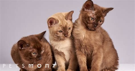 Burmese Cat Personality: Everything that Makes them Special – Petsmont